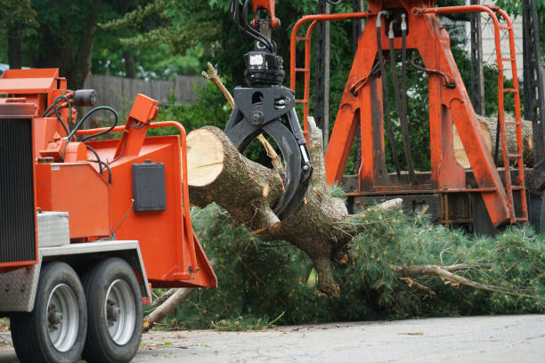 Best Firewood Processing and Delivery  in Walnut, CA